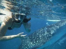 Diving with Whale Sharks
