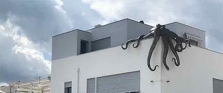 Move to Portugal - polvo_octopus Move to Portugal
