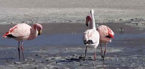 Flamingos Bolivia - Flamingos