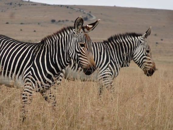 Road Trip - Mountain Zebra mountain zebra park